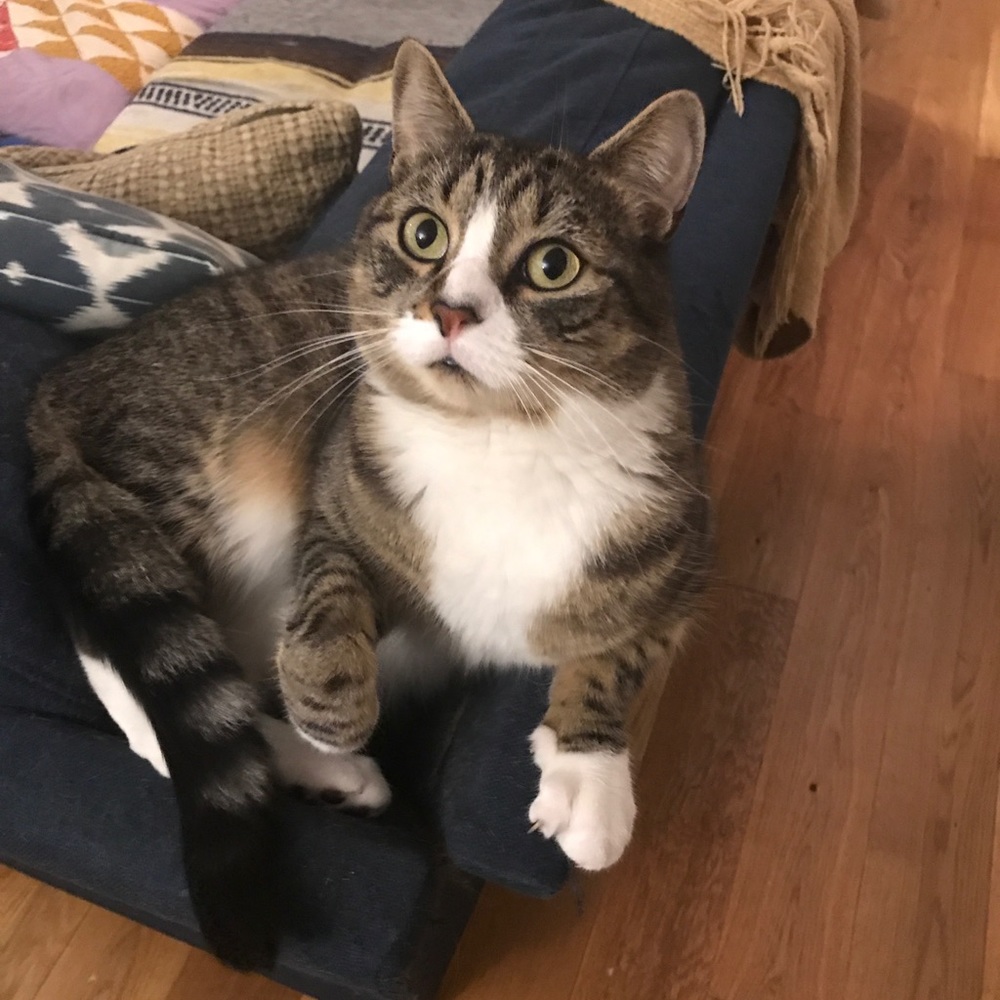 Meet your Posher, Clara